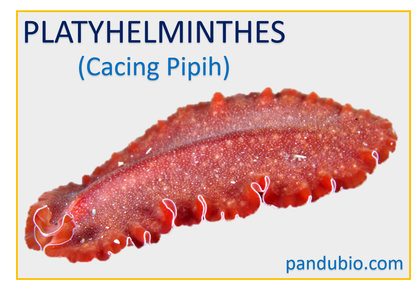 Detail Gambar Cacing Platyhelminthes Nomer 17