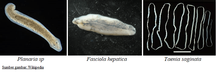 Detail Gambar Cacing Platyhelminthes Nomer 3