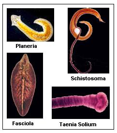 Detail Gambar Cacing Platyhelminthes Nomer 18