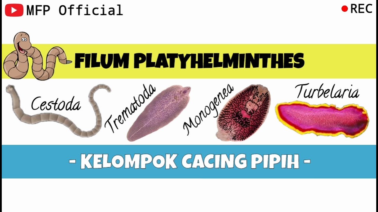 Detail Gambar Cacing Platyhelminthes Nomer 19