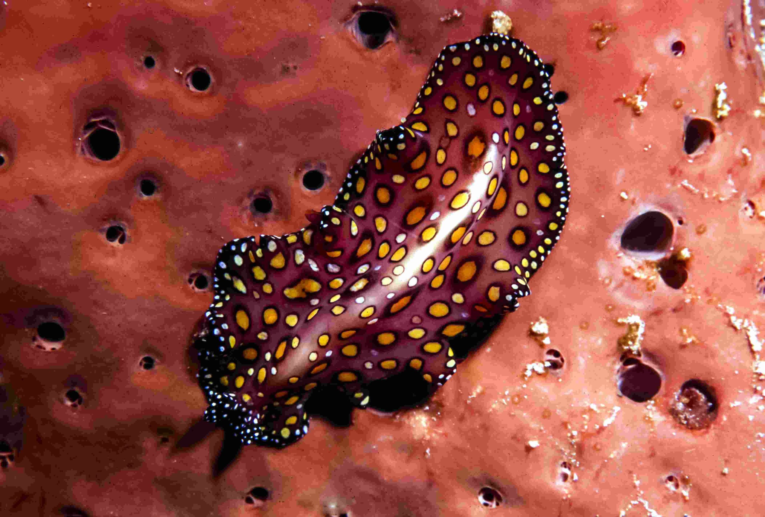 Detail Gambar Cacing Platyhelminthes Nomer 21