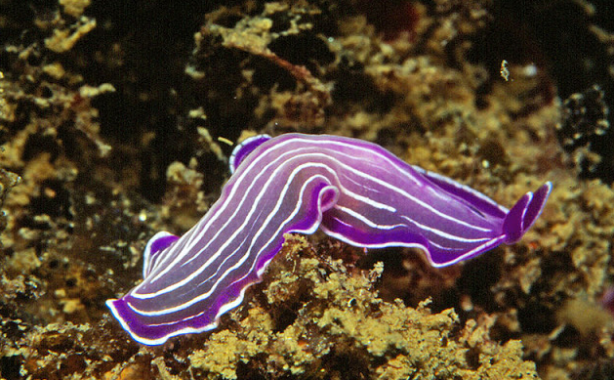 Detail Gambar Cacing Platyhelminthes Nomer 22