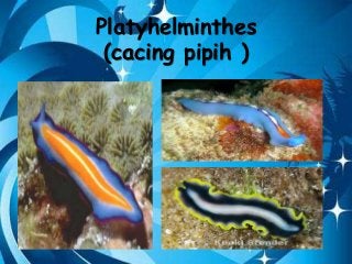 Detail Gambar Cacing Platyhelminthes Nomer 24