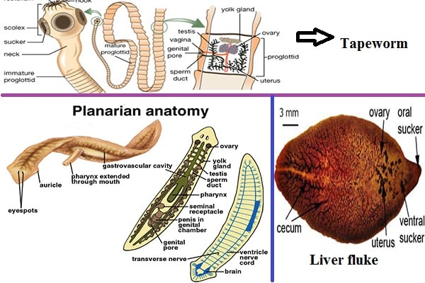 Detail Gambar Cacing Platyhelminthes Nomer 4