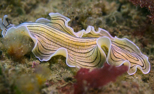 Detail Gambar Cacing Platyhelminthes Nomer 26