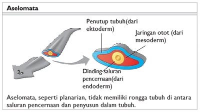 Detail Gambar Cacing Platyhelminthes Nomer 30