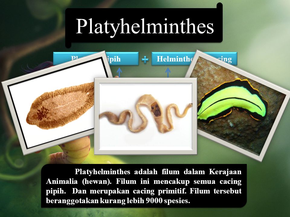 Detail Gambar Cacing Platyhelminthes Nomer 33