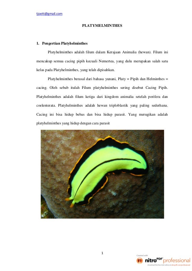 Detail Gambar Cacing Platyhelminthes Nomer 34