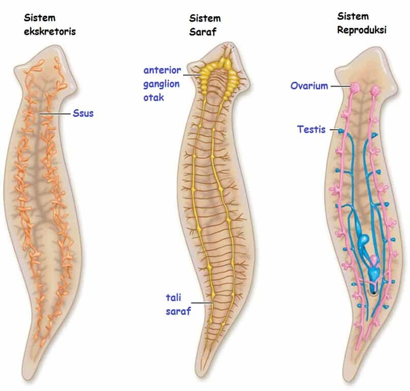 Detail Gambar Cacing Platyhelminthes Nomer 5