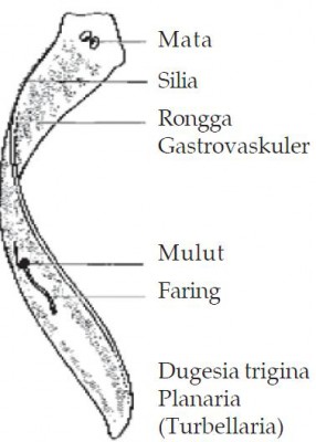 Detail Gambar Cacing Platyhelminthes Nomer 38