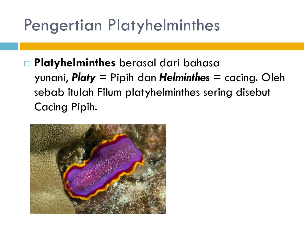 Detail Gambar Cacing Platyhelminthes Nomer 39