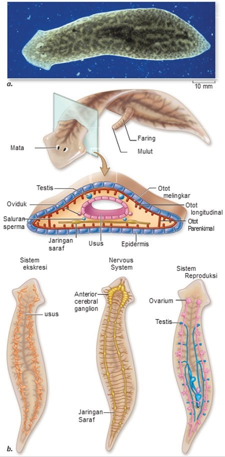 Detail Gambar Cacing Platyhelminthes Nomer 6