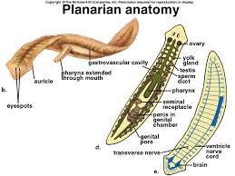 Detail Gambar Cacing Platyhelminthes Nomer 47