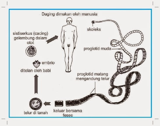 Detail Gambar Cacing Platyhelminthes Nomer 48