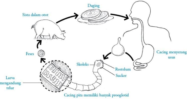 Detail Gambar Cacing Platyhelminthes Nomer 49