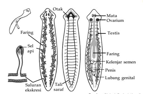 Detail Gambar Cacing Platyhelminthes Nomer 7