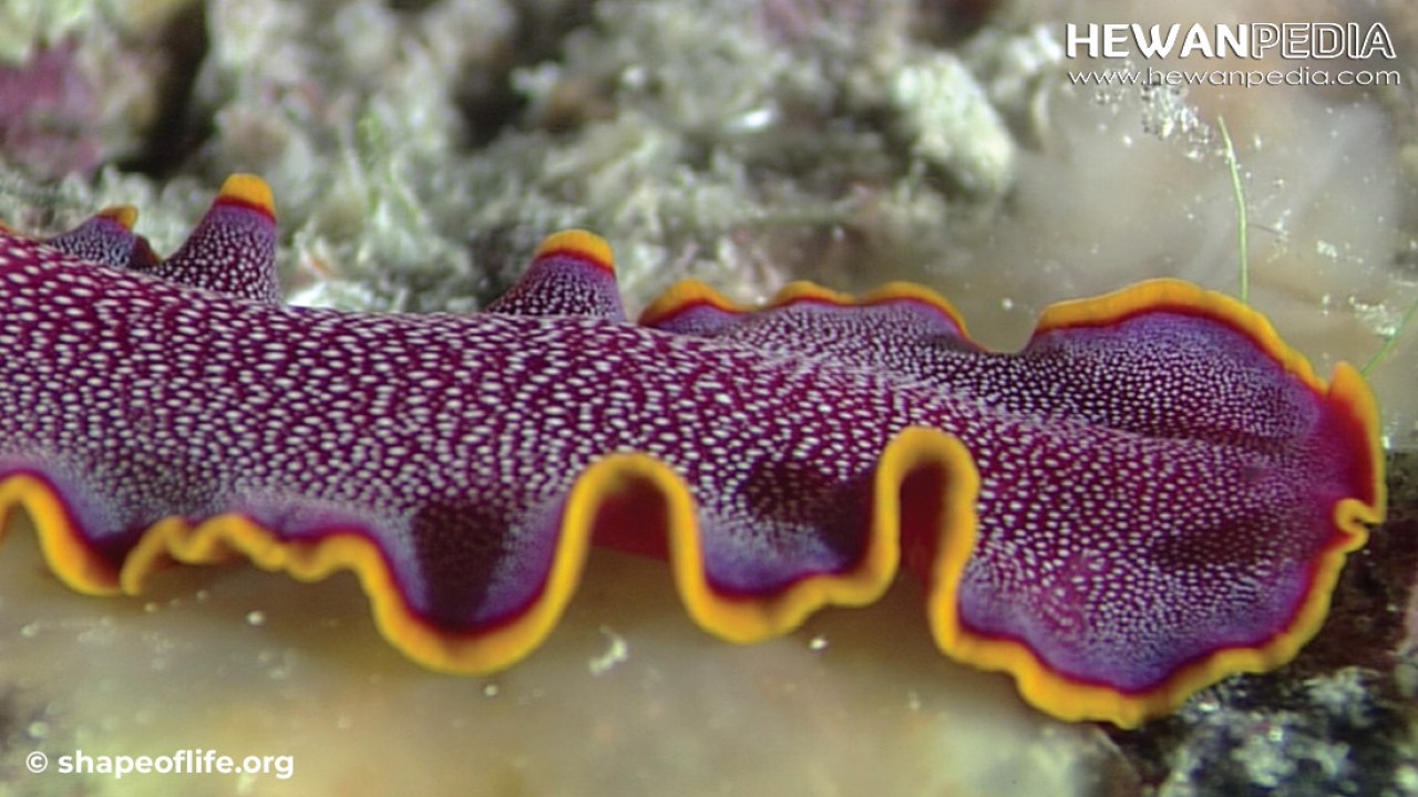 Detail Gambar Cacing Platyhelminthes Nomer 8