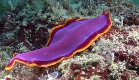 Detail Gambar Cacing Platyhelminthes Nomer 10