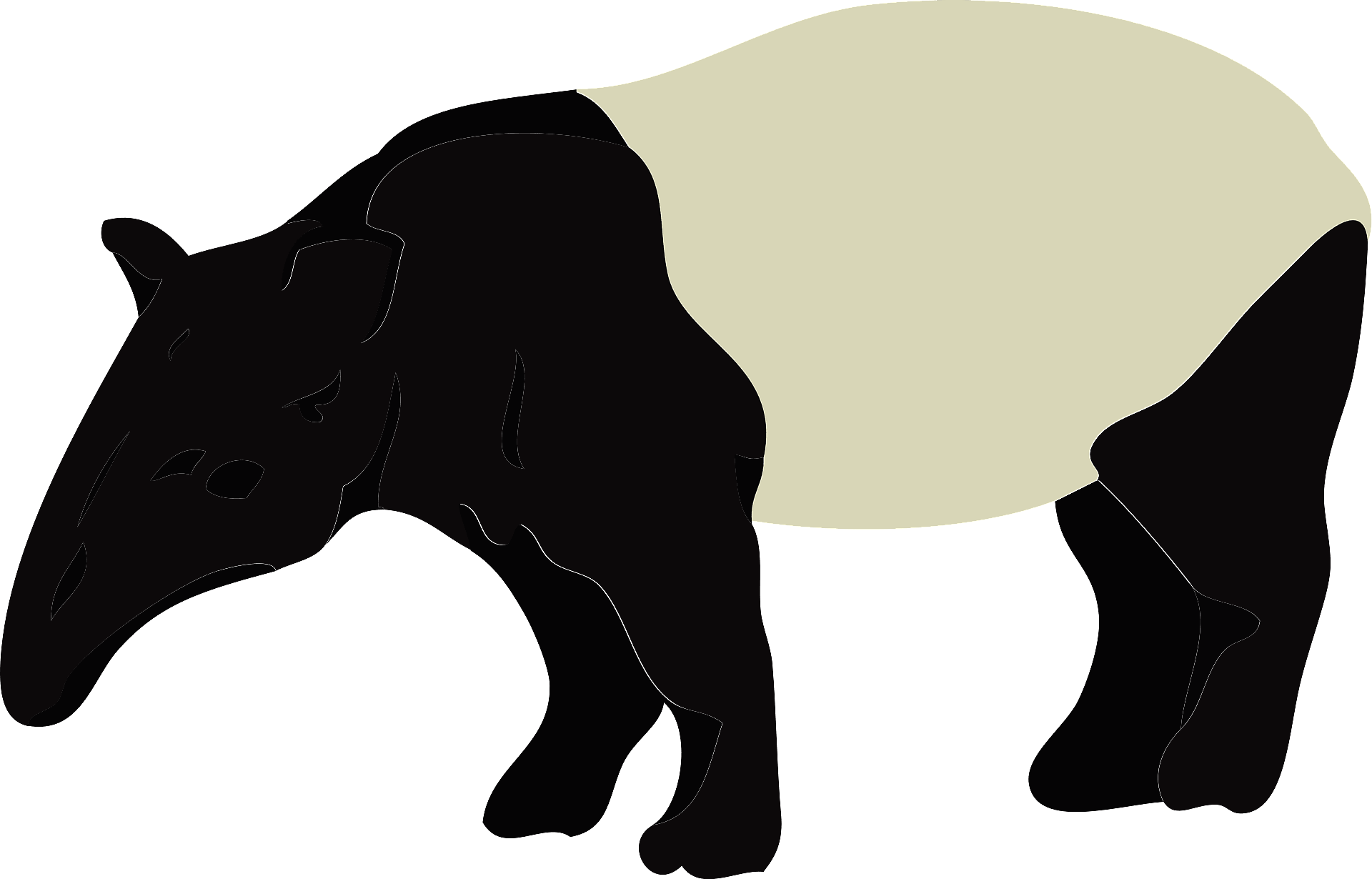 Detail Tapir Bilder Nomer 4