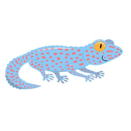 Detail Tokay Gecko Nomer 7