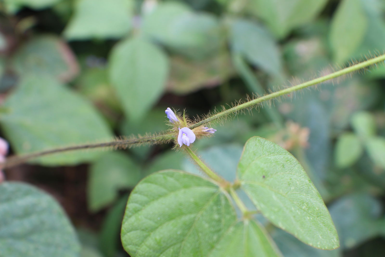 Gambar Calopogonium Mucunoides - KibrisPDR