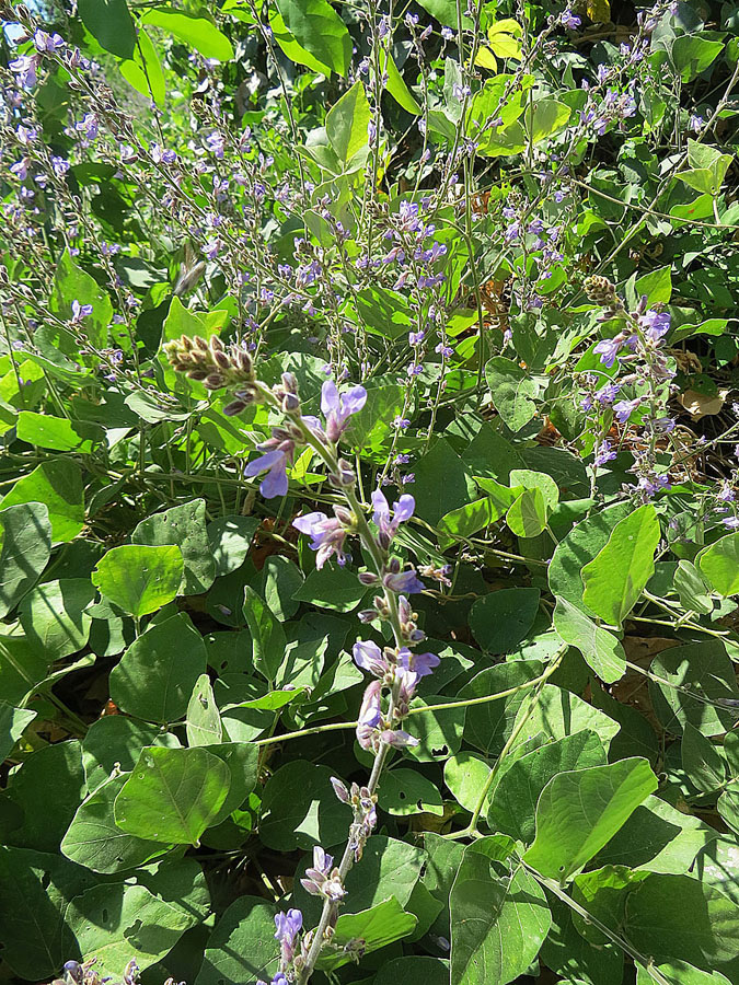 Detail Gambar Calopogonium Mucunoides Nomer 22