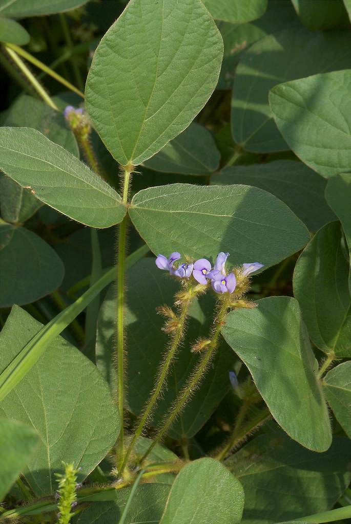 Detail Gambar Calopogonium Mucunoides Nomer 43