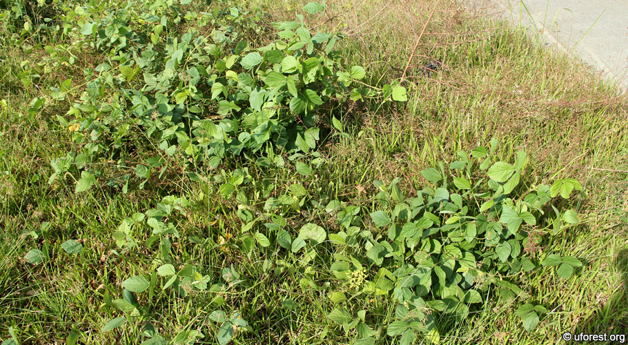 Detail Gambar Calopogonium Mucunoides Nomer 45