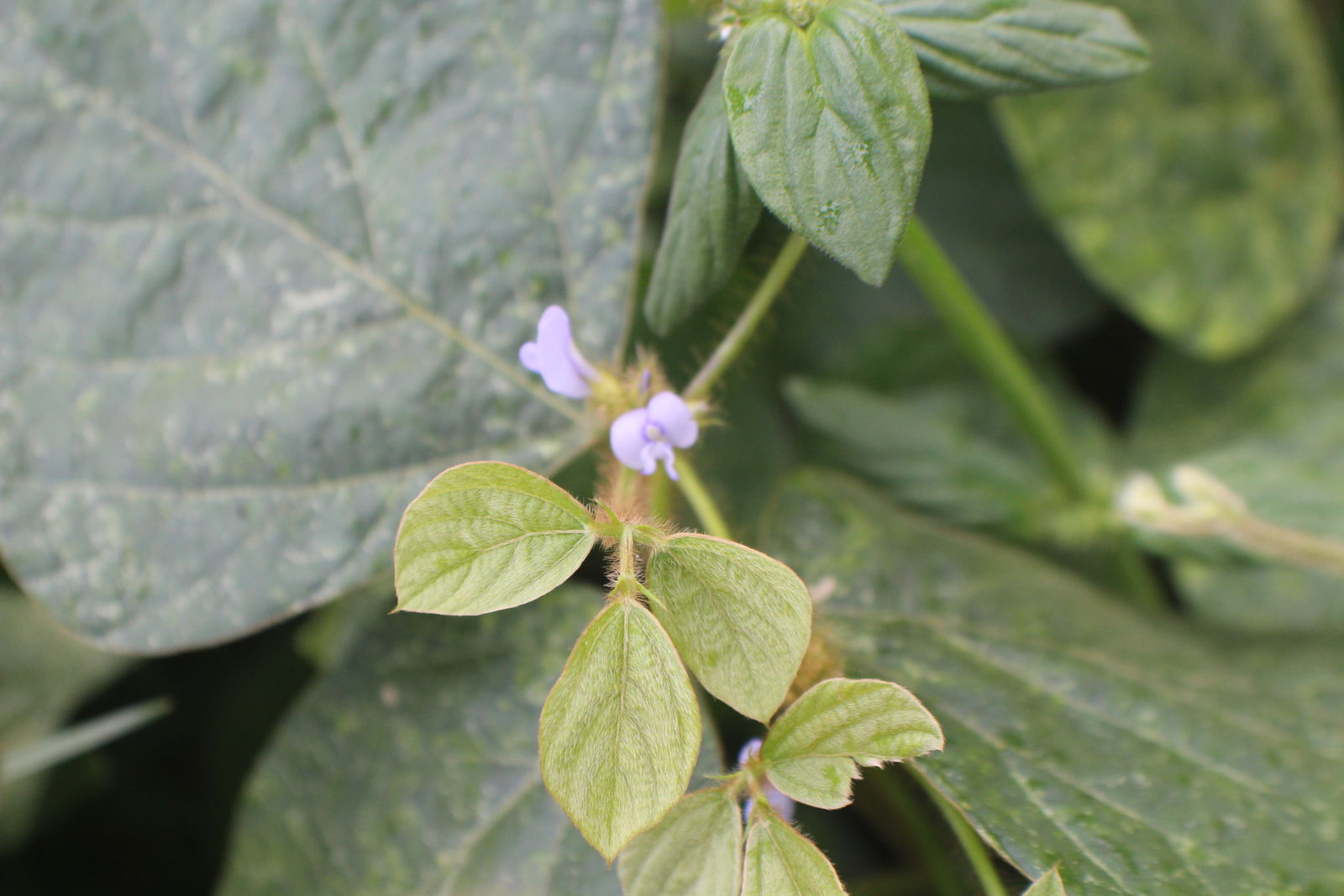 Detail Gambar Calopogonium Mucunoides Nomer 49