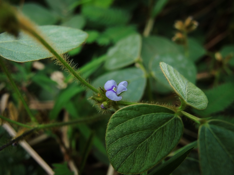 Detail Gambar Calopogonium Mucunoides Nomer 50