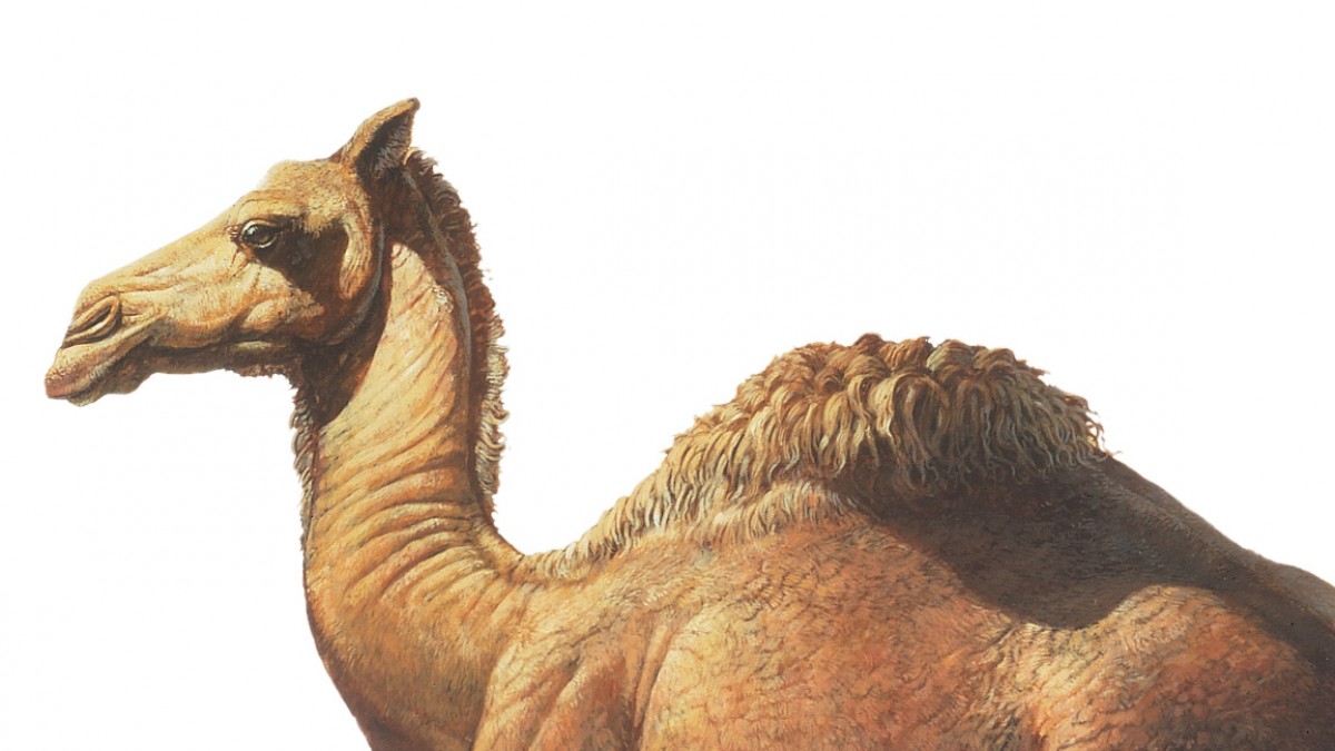 Detail Gambar Camel Nomer 27
