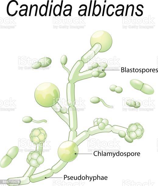 Detail Gambar Candida Albicans Nomer 18