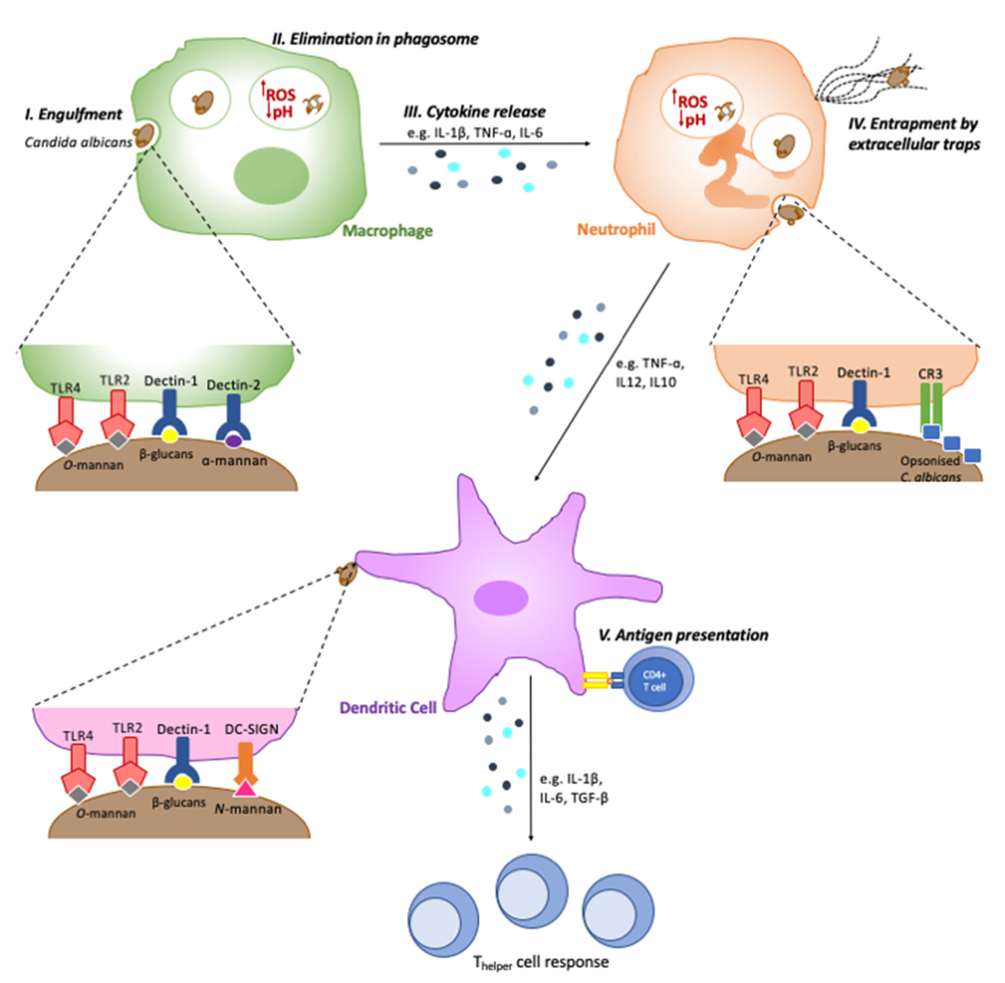 Detail Gambar Candida Albicans Nomer 28