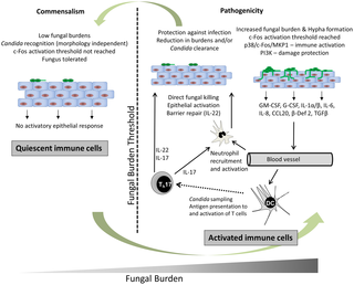 Detail Gambar Candida Albicans Nomer 49