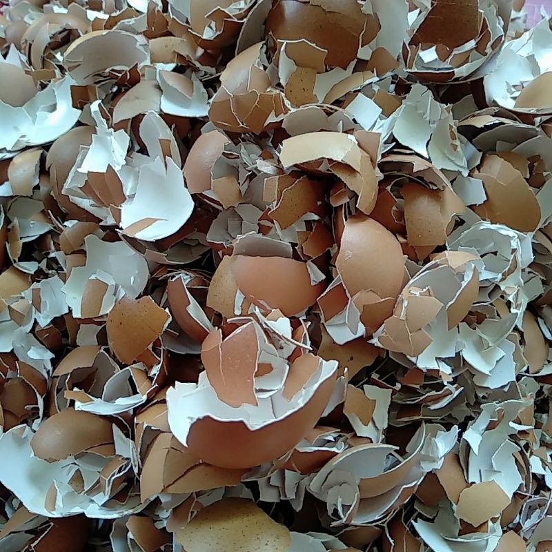 Detail Gambar Cangkang Telur Nomer 29