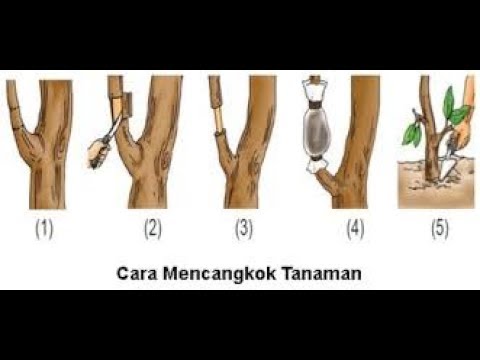 Detail Gambar Cangkok Tanaman Nomer 36