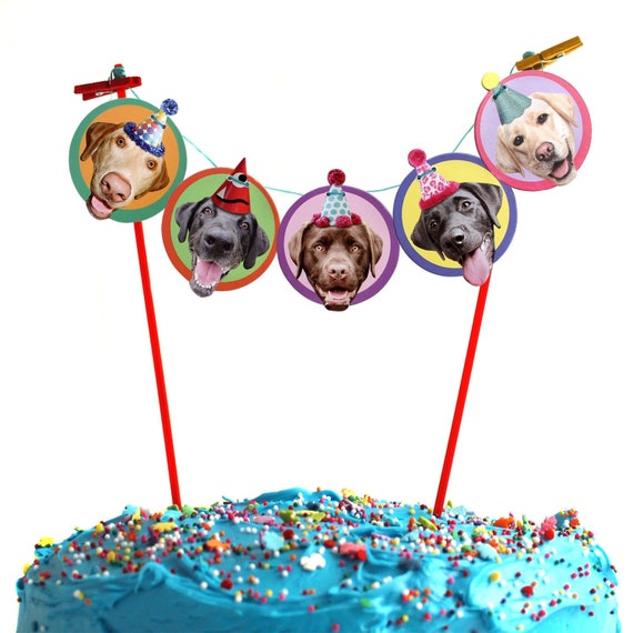 Hundegeburtstag Kuchen - KibrisPDR