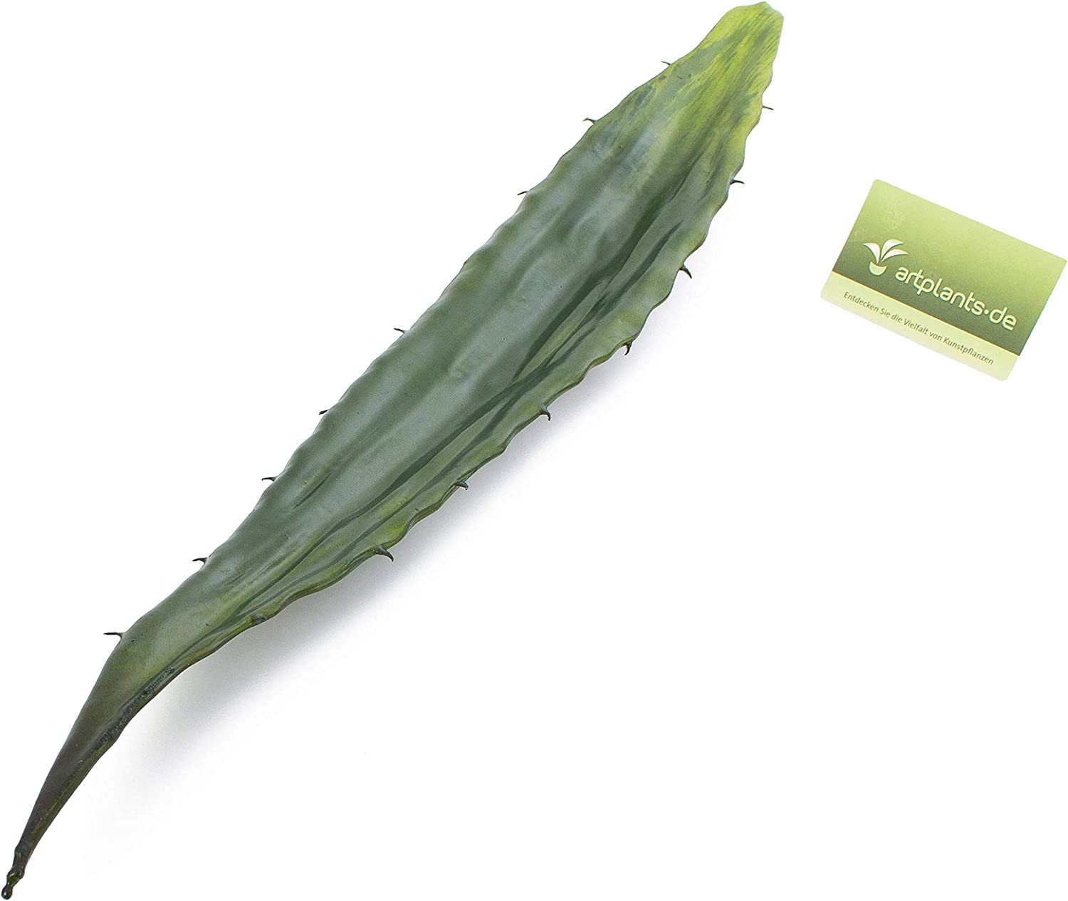 Detail Aloe Mit Stacheln Nomer 22