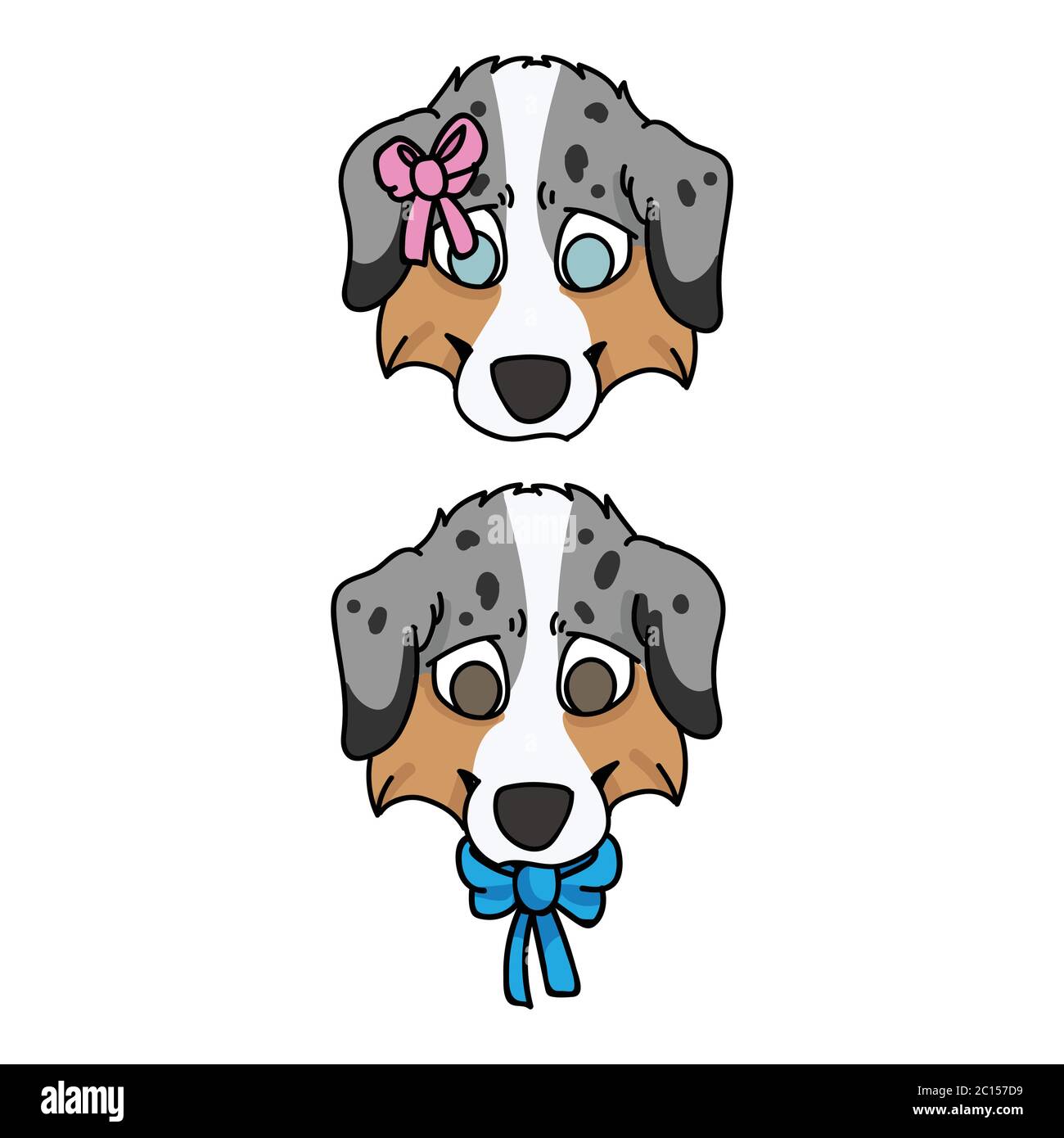 Detail Australian Shepherd Blue Merle Welpe Nomer 10