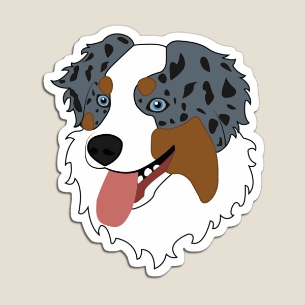 Detail Australian Shepherd Blue Merle Welpe Nomer 9