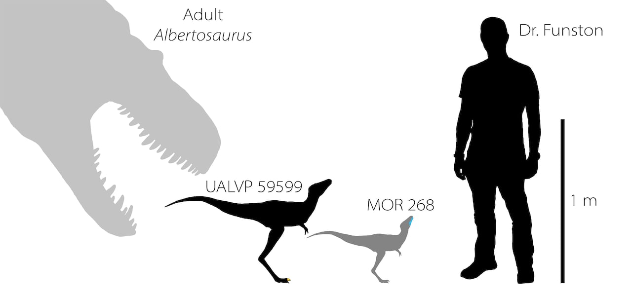 Detail Baby Tyrannosaurus Nomer 9