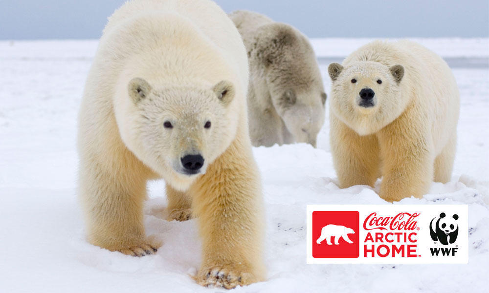 Detail Coca Cola Polar Bears Pictures Nomer 52