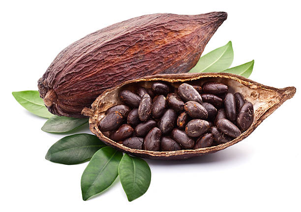 Cocoa Bean Images - KibrisPDR