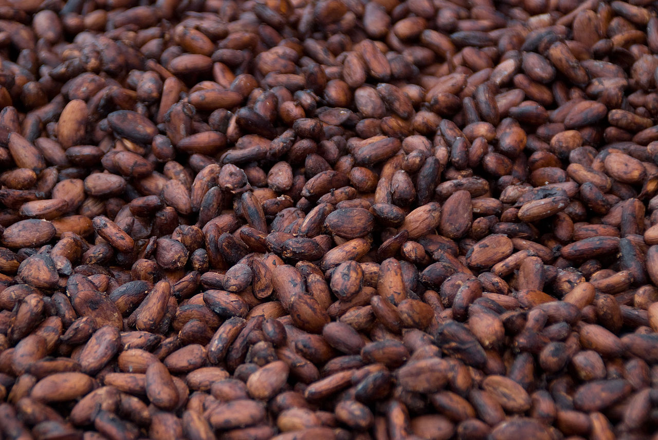 Detail Cocoa Bean Images Nomer 12