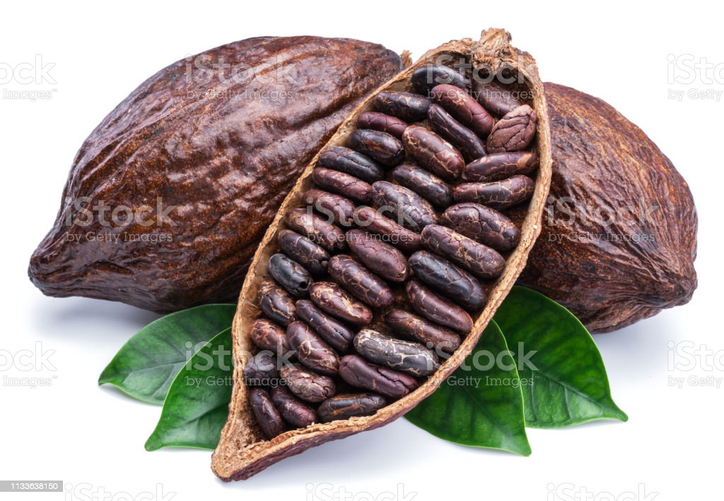 Detail Cocoa Bean Images Nomer 14