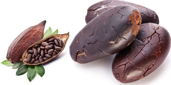 Detail Cocoa Bean Images Nomer 23