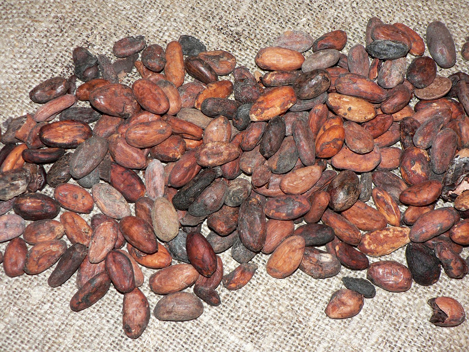 Detail Cocoa Bean Images Nomer 34