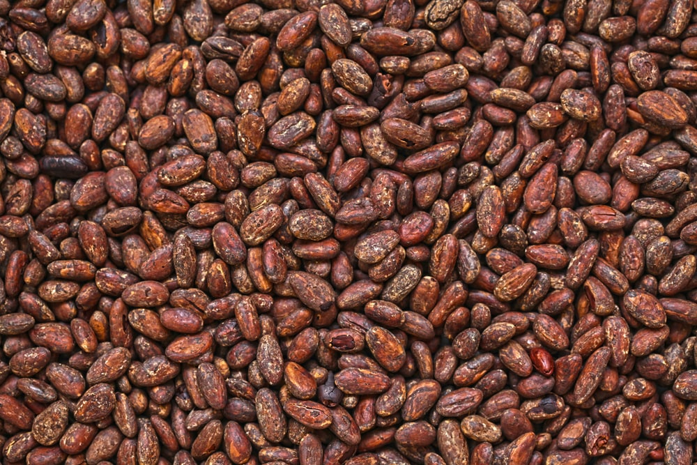 Detail Cocoa Bean Images Nomer 35