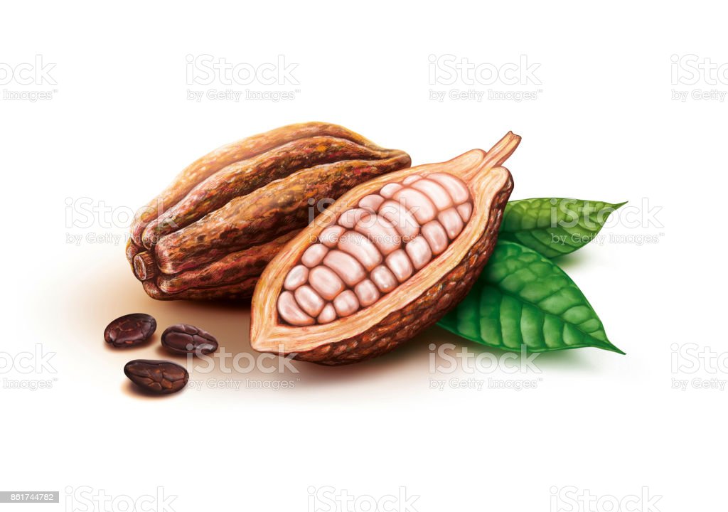 Detail Cocoa Bean Images Nomer 39