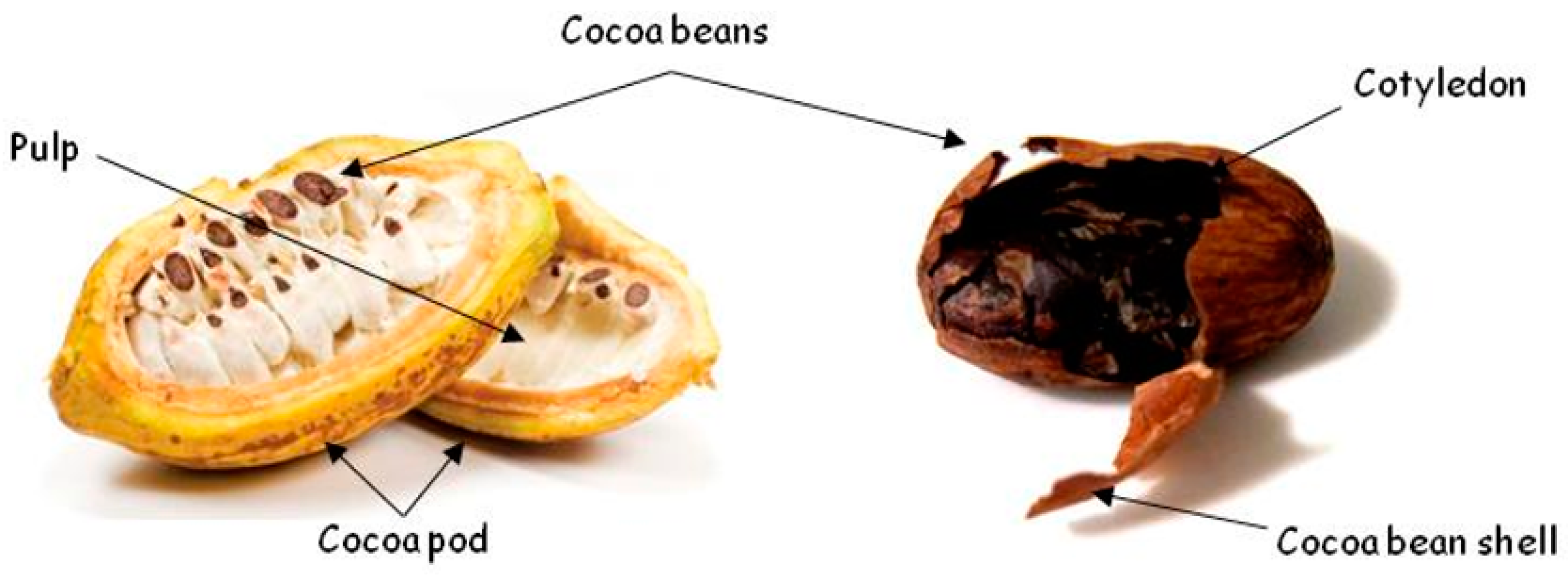 Detail Cocoa Bean Images Nomer 40